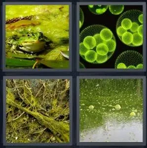 7-letters-answer-algae