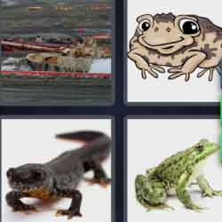 9-letters-answers-amphibian