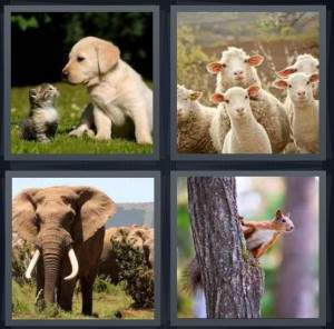 7-letters-answer-animal
