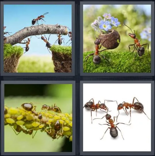 7-letters-answer-ants
