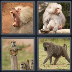 7-letters-answer-baboon