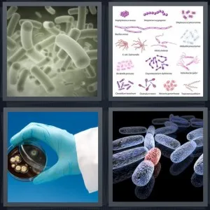 8-letters-answer-bacteria