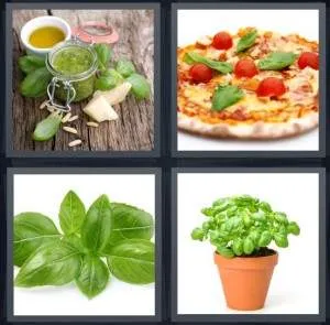 7-letters-answer-basil