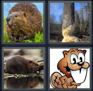 7-letters-answer-beaver