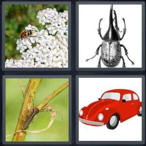 7-letters-answer-beetle