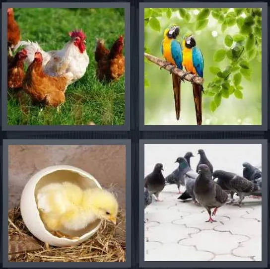 7-letters-answer-bird