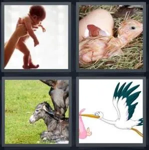 7-letters-answer-birth