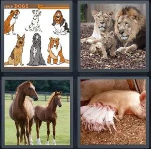 7-letters-answer-breed
