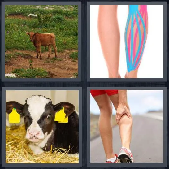 7-letters-answer-calf