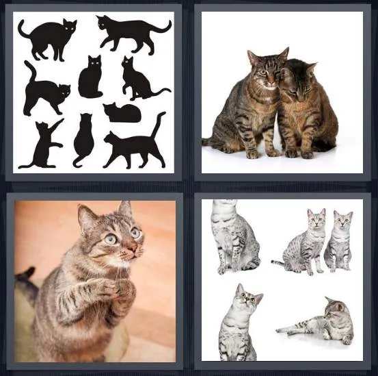 7-letters-answer-cats