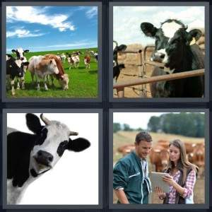 7-letters-answer-cattle