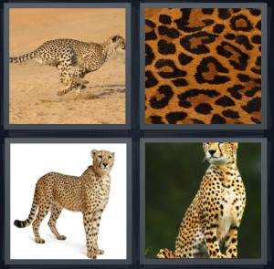 7-letters-answer-cheetah