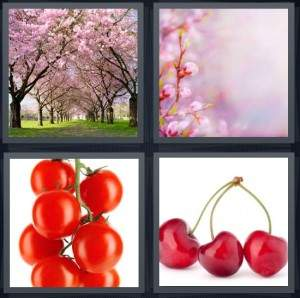 7-letters-answer-cherry