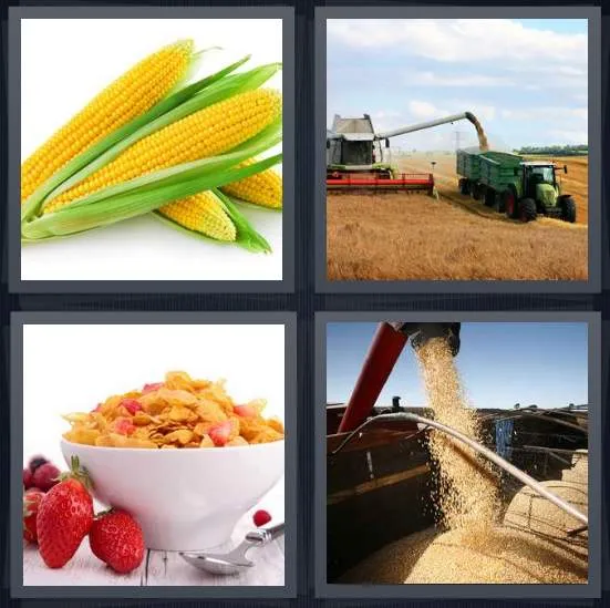 7-letters-answer-corn