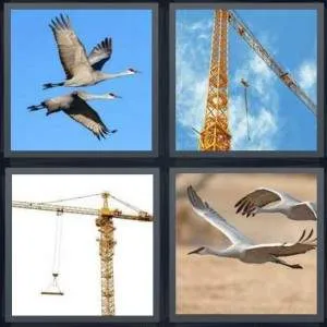 7-letters-answer-crane