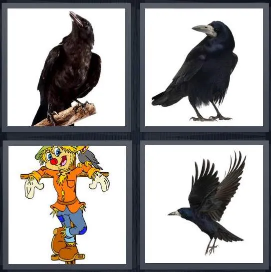 7-letters-answer-crow