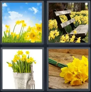 8-letters-answer-daffodil