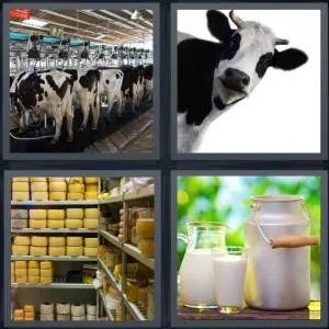7-letters-answer-dairy