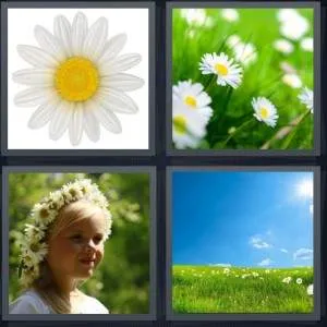 7-letters-answer-daisy