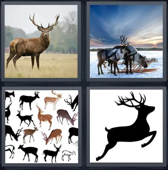 7-letters-answer-deer