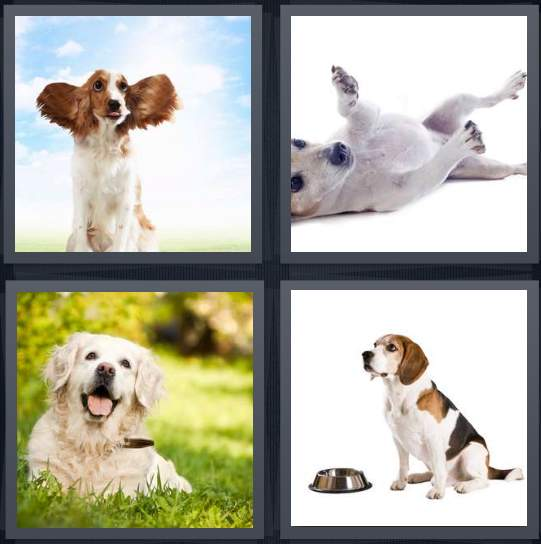 3-letters-answer-dog