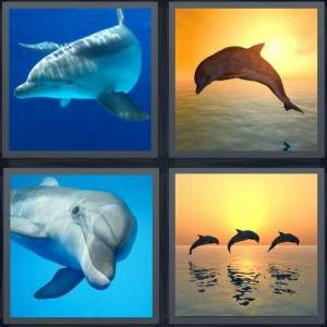 7-letters-answer-dolphin