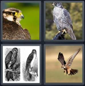 7-letters-answer-falcon