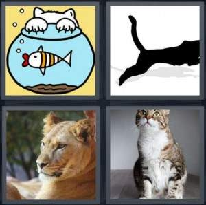 7-letters-answer-feline