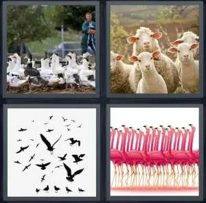 7-letters-answer-flock