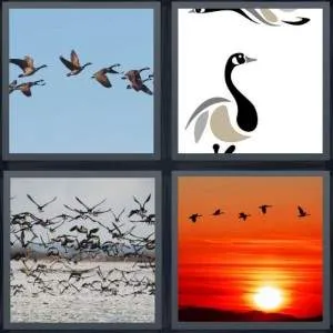 7-letters-answer-geese