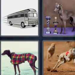 9-letters-answers-greyhound