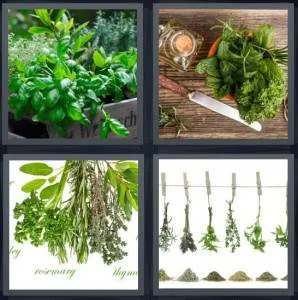 7-letters-answer-herbs