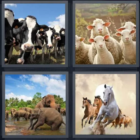 7-letters-answer-herd
