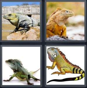 7-letters-answer-iguana