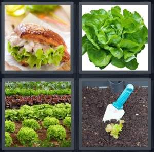7-letters-answer-lettuce