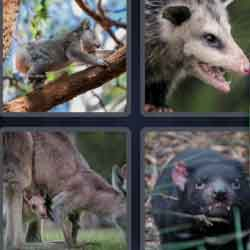 9-letters-answers-marsupial