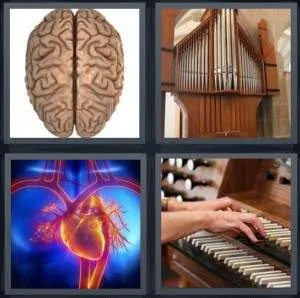7-letters-answer-organ