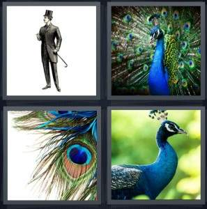 7-letters-answer-peacock