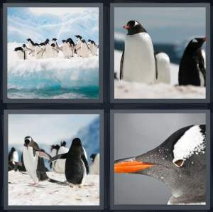 7-letters-answer-penguin