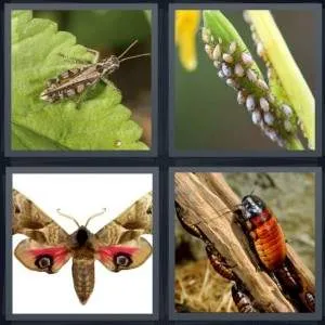 7-letters-answer-pests