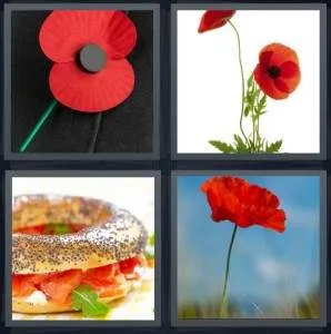 7-letters-answer-poppy