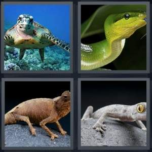 7-letters-answer-reptile