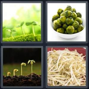 7-letters-answer-sprout