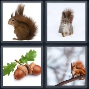 8-letters-answer-squirrel