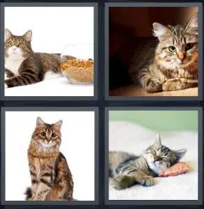 7-letters-answer-tabby