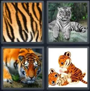7-letters-answer-tiger
