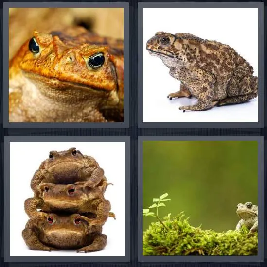 7-letters-answer-toad