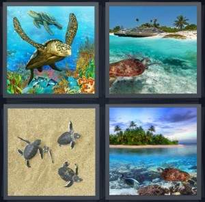 7-letters-answer-turtle