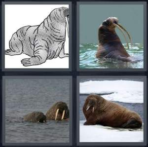 7-letters-answer-walrus