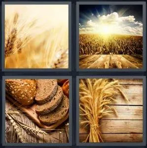 7-letters-answer-wheat
